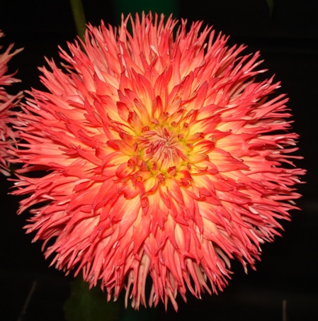 Le Feu du Soleil.jpg (9675 bytes)